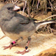 Illustration for article titled Birds commit adultery so that they can have better children